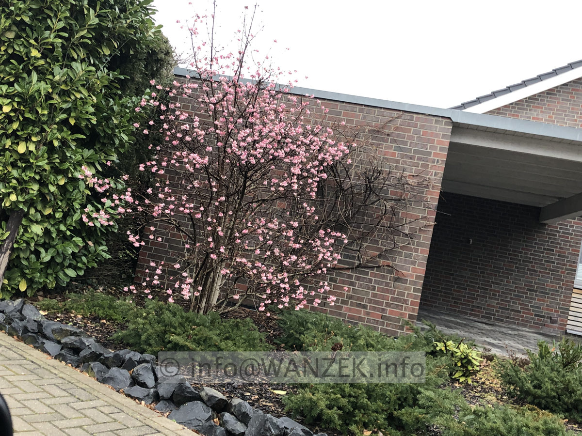 Viburnum bodnantense Charles Lamont 02.JPG